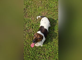 Zwergdackel Kelly sucht ihre Familie!