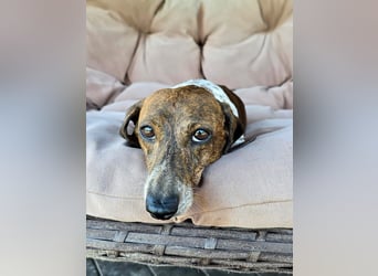 Zwergdackel NIKKI sucht neue Familie!