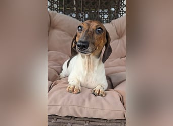Zwergdackel Kelly sucht ihre Familie!