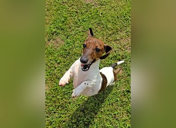 Zwergdackel Kelly sucht ihre Familie!