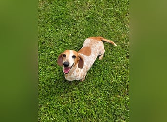 Zwergdackel SAYANA sucht neue Familie!