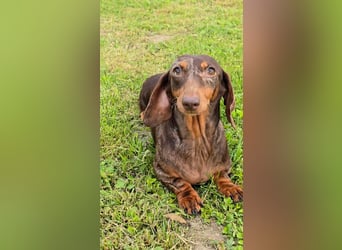 Zwergdackel LINDA sucht ein liebevolles Zuhause!