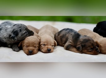 Doxiepoo Welpen aus liebevoller Hofaufzucht suchen ein neues Zuhause