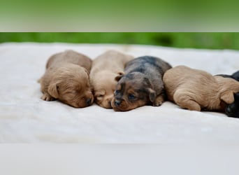 Doxiepoo Welpen aus liebevoller Hofaufzucht suchen ein neues Zuhause
