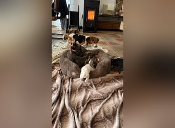 Tiger Dackel x Jack Russel 