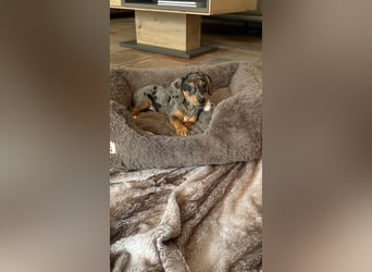 Tiger Dackel x Jack Russel 