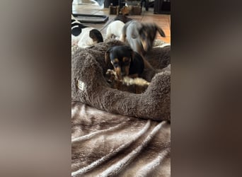 Tiger Dackel x Jack Russel 