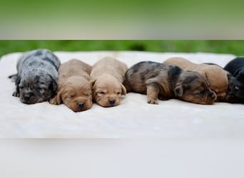 Doxiepoo Welpen aus liebevoller Hofaufzucht suchen ein neues Zuhause