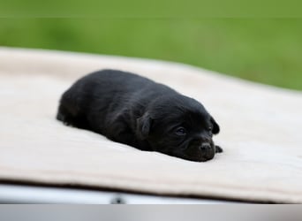 Doxiepoo Welpen aus liebevoller Hofaufzucht suchen ein neues Zuhause