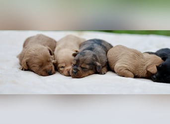 Doxiepoo Welpen aus liebevoller Hofaufzucht suchen ein neues Zuhause