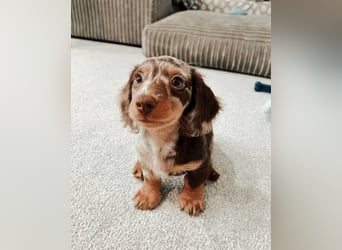 Dackel  Hündin – geimpft, entwurmt, gechipt, mit EU-Heimtierausweis   Liebenswerte kinde