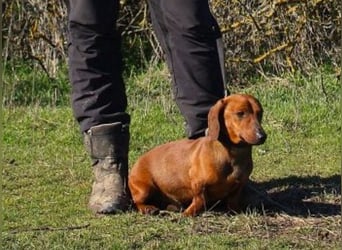 Damien, Dackel, geb. 2024, verträglich und freundlich