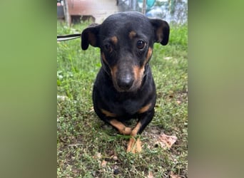 Babsi, Dackel, geb. 2015, sucht verständnisvolle Menschen