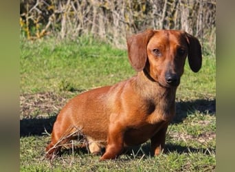 Damien, Dackel, geb. 2024, verträglich und freundlich