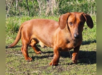 Damien, Dackel, geb. 2024, verträglich und freundlich