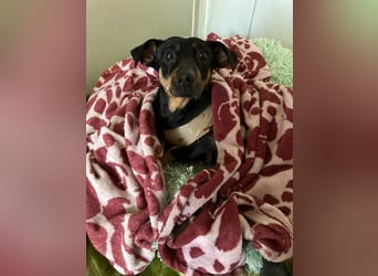 Babsi, Dackel, geb. 2015, sucht verständnisvolle Menschen