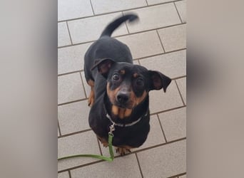 Babsi, Dackel, geb. 2015, sucht verständnisvolle Menschen