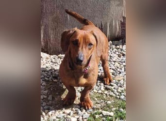 Damien, Dackel, geb. 2024, verträglich und freundlich