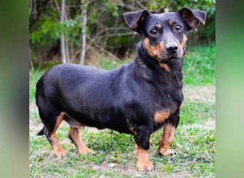 Babsi, Dackel, geb. 2015, sucht verständnisvolle Menschen