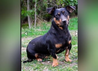 Babsi, Dackel, geb. 2015, sucht verständnisvolle Menschen