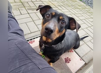 Babsi, Dackel, geb. 2015, sucht verständnisvolle Menschen