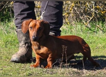 Damien, Dackel, geb. 2024, verträglich und freundlich