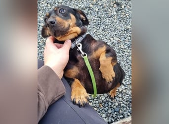 Babsi, Dackel, geb. 2015, sucht verständnisvolle Menschen