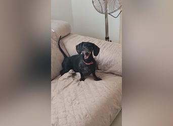 Bibi - kleine Hundedame sucht das große Glück