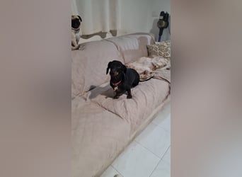 Bibi - kleine Hundedame sucht das große Glück