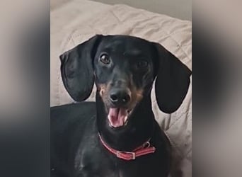 Bibi - kleine Hundedame sucht das große Glück