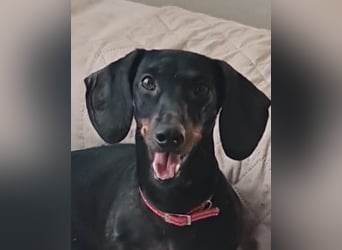 Bibi - kleine Hundedame sucht das große Glück