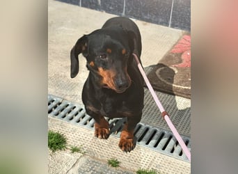 Dackel Mama und Tochter suchen gemeinsam ein Zuhause