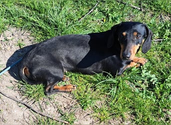 Dackel Mama und Tochter suchen gemeinsam ein Zuhause