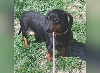 Dackel Mama und Tochter suchen gemeinsam ein Zuhause