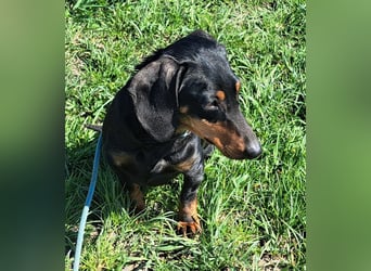 Dackel Mama und Tochter suchen gemeinsam ein Zuhause