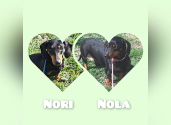 Dackel Mama und Tochter suchen gemeinsam ein Zuhause