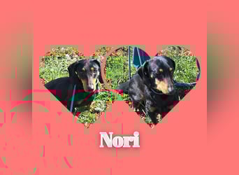 Dackel Mama und Tochter suchen gemeinsam ein Zuhause