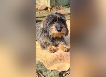 Tejón, ein süßer Dackelbub