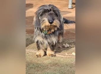 Tejón, ein süßer Dackelbub