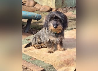 Tejón, ein süßer Dackelbub