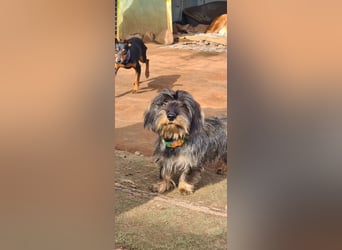 Tejón, ein süßer Dackelbub