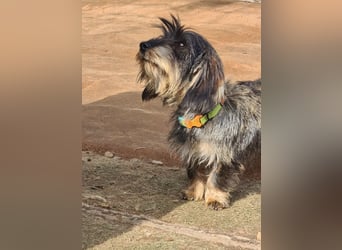 Tejón, ein süßer Dackelbub