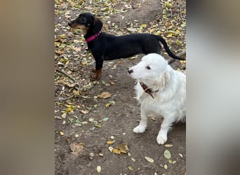 Jenny, Pflegestelle in 76646 Bruchsal