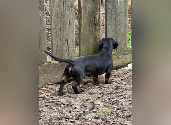 Ich heiße Cindy, Pflegestelle 63667 Nidda/Hessen