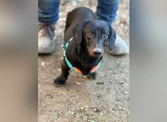 Ich heiße Cindy, Pflegestelle 63667 Nidda/Hessen