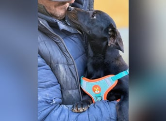 Ich heiße Cindy, Pflegestelle 63667 Nidda/Hessen