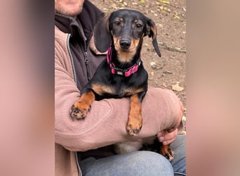 Jenny, Pflegestelle in 76646 Bruchsal