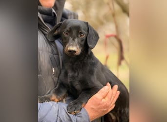 Ich heiße Cindy, Pflegestelle 63667 Nidda/Hessen