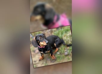 Jenny, Pflegestelle in 76646 Bruchsal