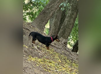 Jenny, Pflegestelle in 76646 Bruchsal